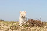 CHIEN FINNOIS DE LAPONIE 330